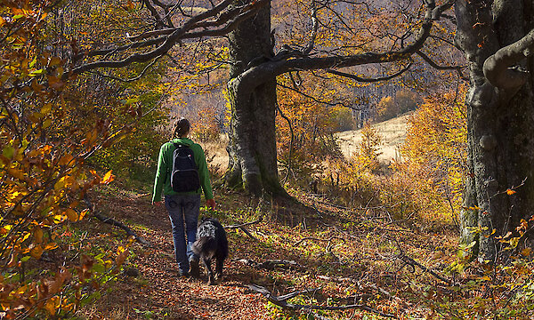 Wandern mit Hund in Bayern